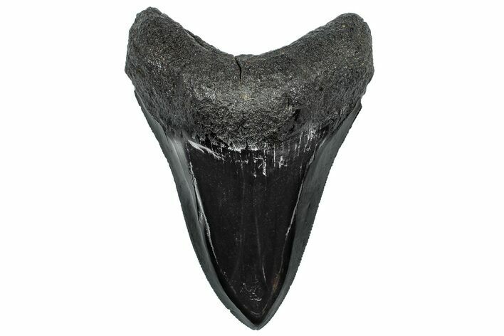 Serrated, Fossil Megalodon Tooth - Polished Blade #307524